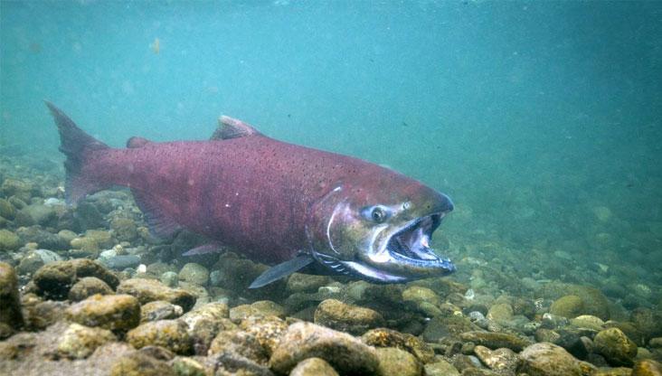 chinook mature salmon