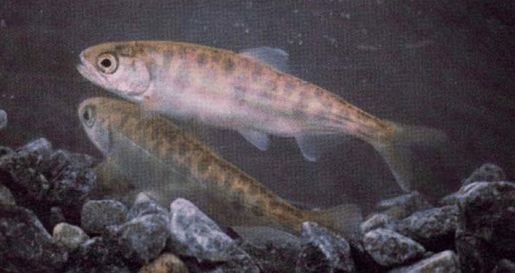 fish parr