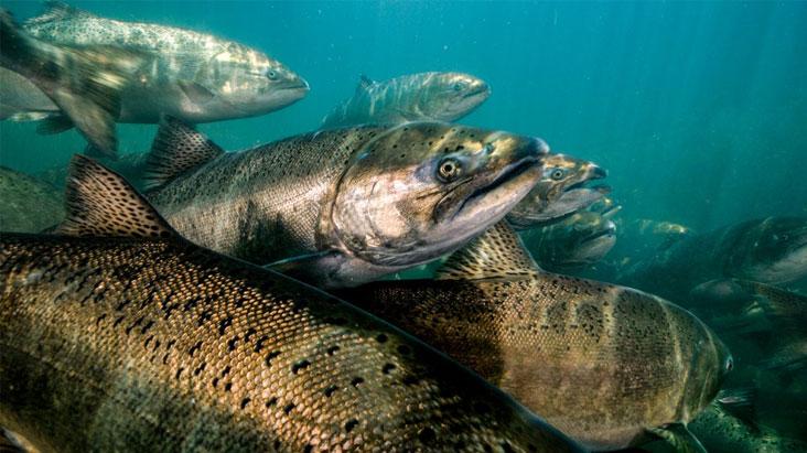 salmon fishes