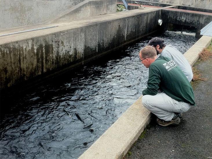 salmon river fish hatchery