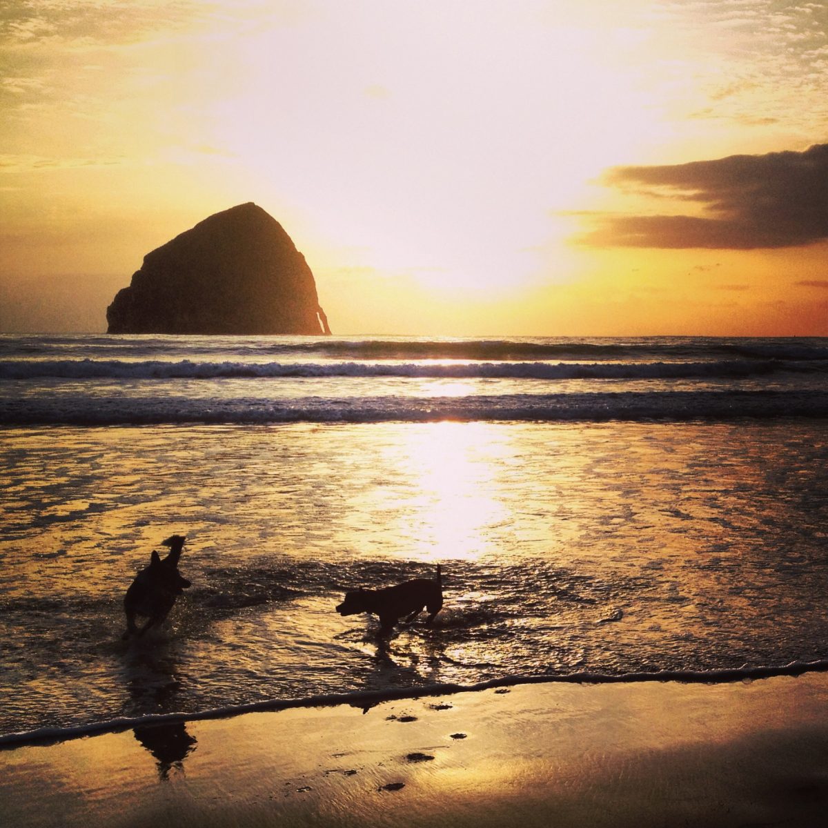 Dogs playing together in the surf at sunset