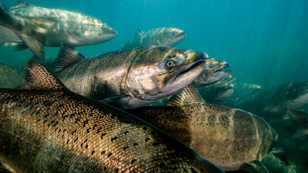 The Life of a Chinook Salmon on the Oregon Coast