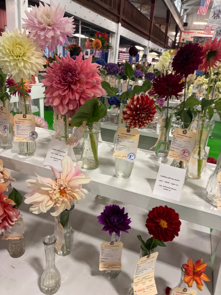 A colorful display of large dahlias in glass bottles with price tags on a long white table at a flower show.