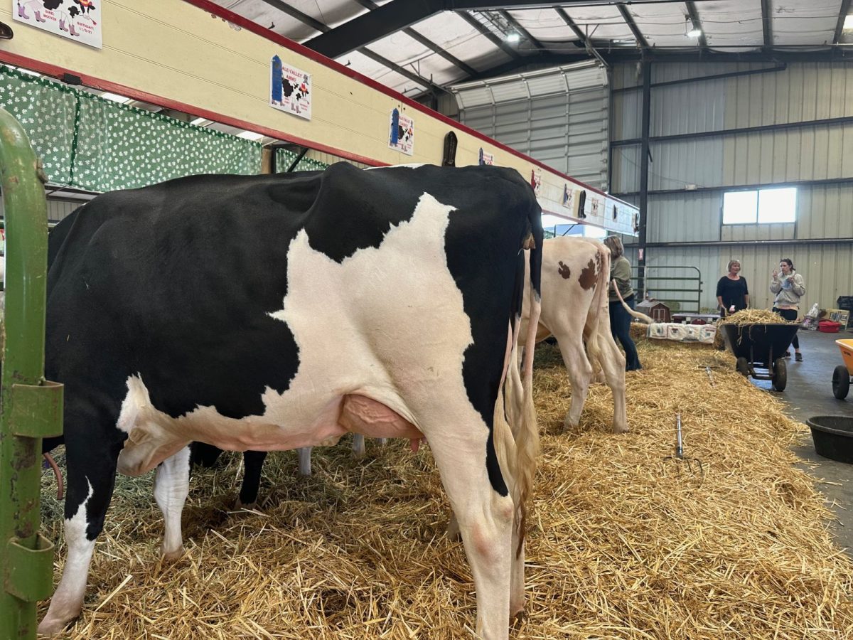 Holstein cow in a show stall on straw, with handlers and other cows in the background inside a barn-like exhibition.
