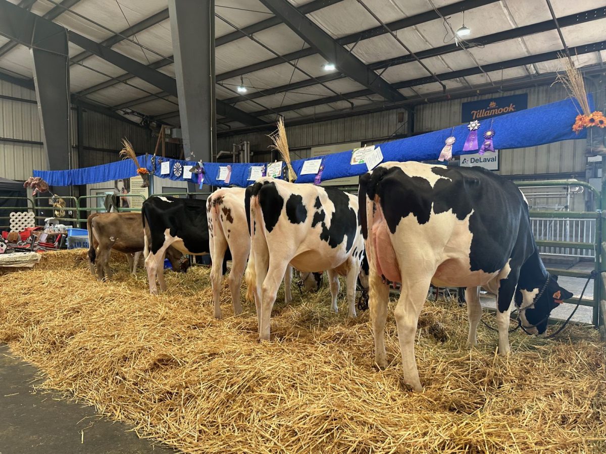 Cattle show in a barn with Holstein cows standing on straw, blue ribbons and notes hung along a blue banner above them