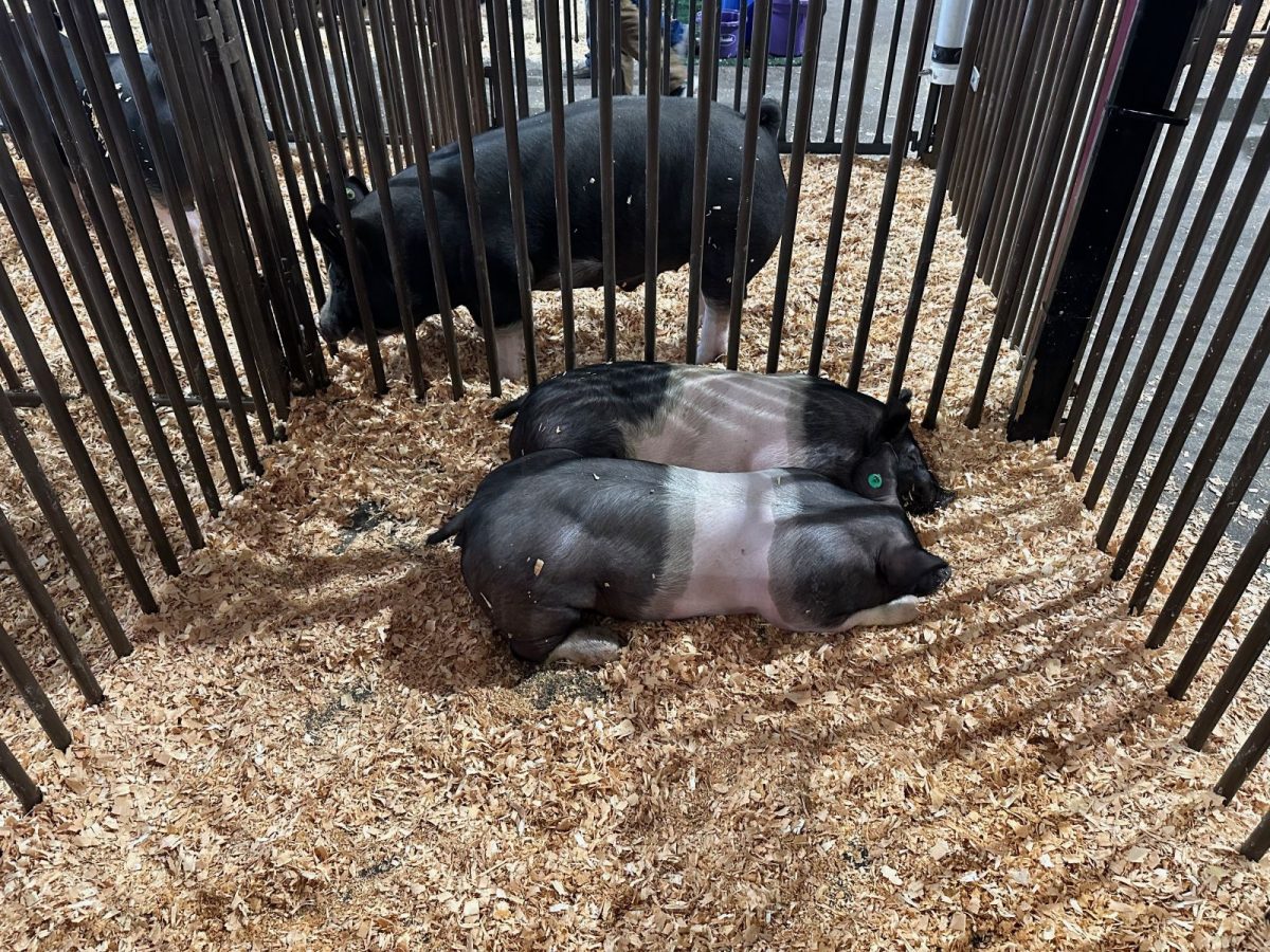 Three black pigs in a metal pen with wood shavings; two lie on their sides while a third stands nearby, one ear tagged green.]','Two pigs lying down and one standing in a pen made of vertical bars, on wood shavings.','Pigs resting in a narrow pen; wood shavings on the floor and a green ear tag visible on one pig.','Indoor pig pen scene with three pigs; two resting, one standing near bars.','Group of pigs in a cage with wood shavings, including an ear-tagged pig.