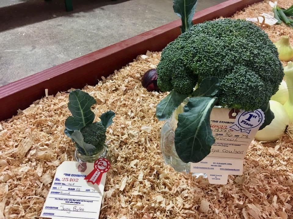 Large broccoli head with green leaves on display, labeled with an exhibitor card and a first-place ribbon nearby.