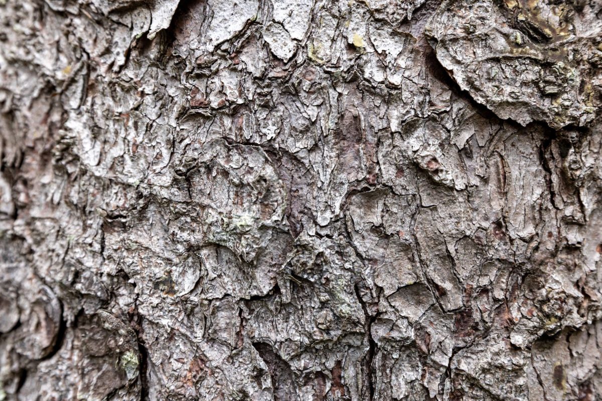 Close-up of rough tree bark with flaky, layered gray-brown scales