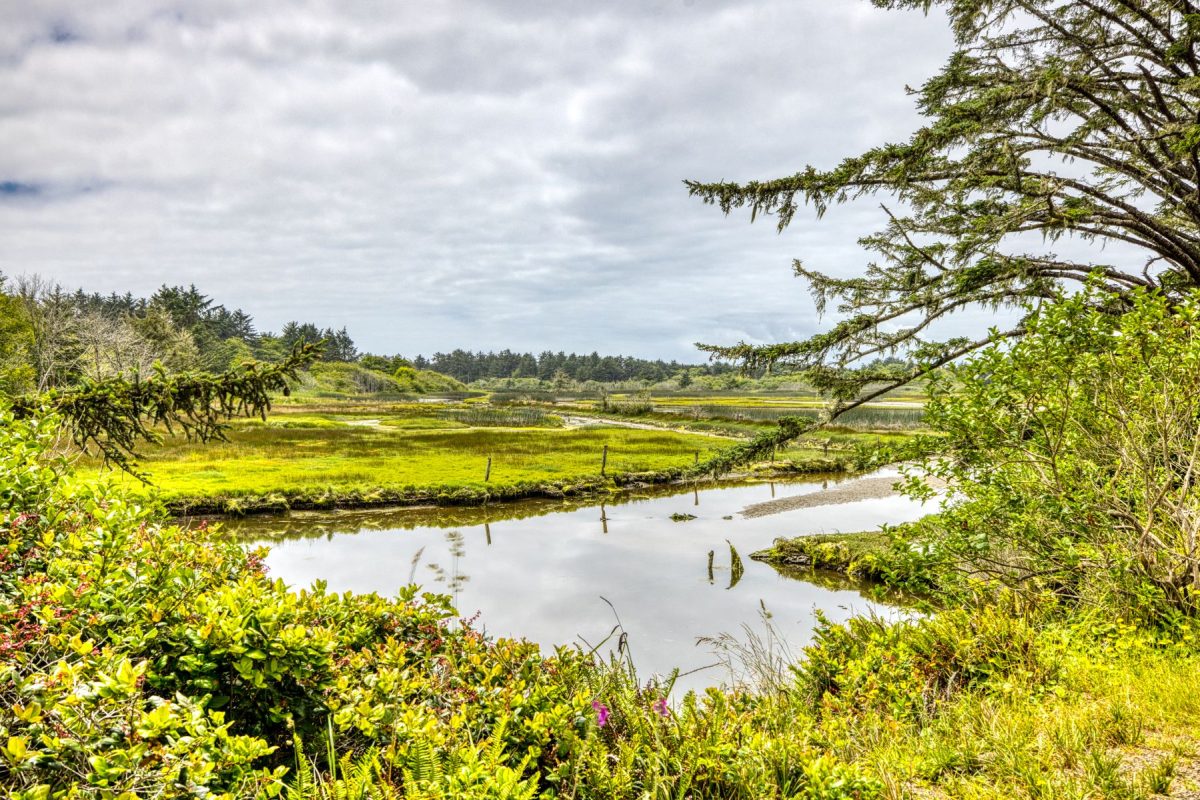 View of marsh