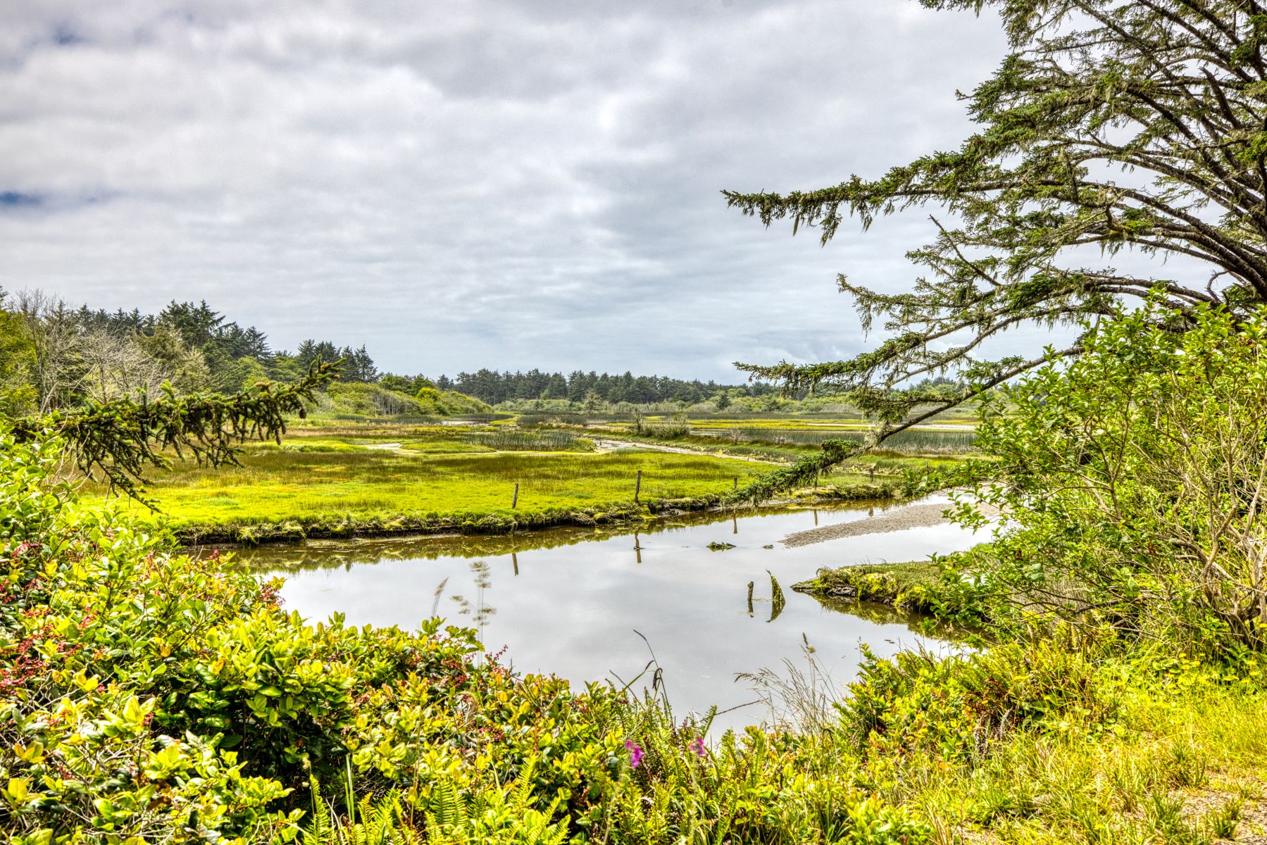 Sitka Sedge State Natural Area: Pacific City’s Hidden Gem