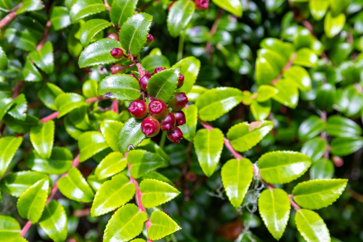 Close-up of glossy green holly leaves with a cluster of small red berries on a red stem