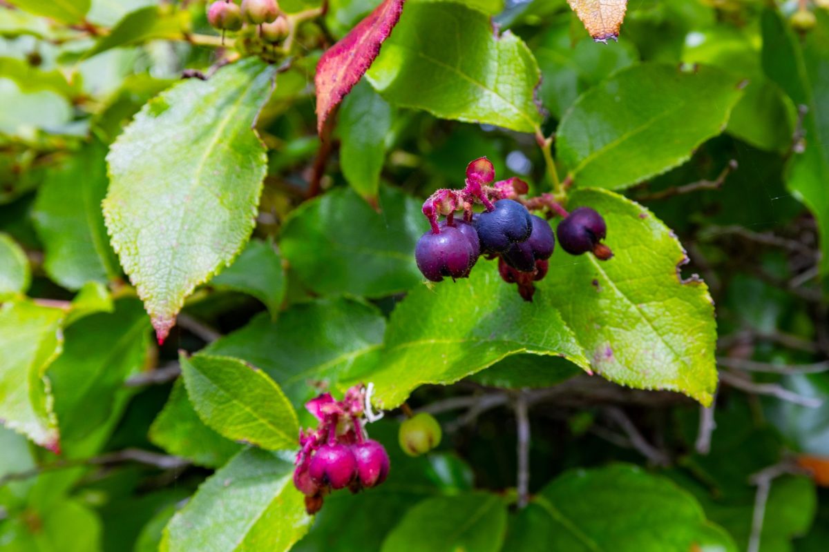 Cluster of dark purple berries on a pink stem among green leaves on a shrub