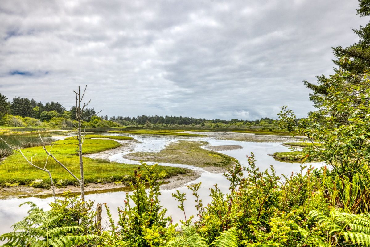 View of a marsh