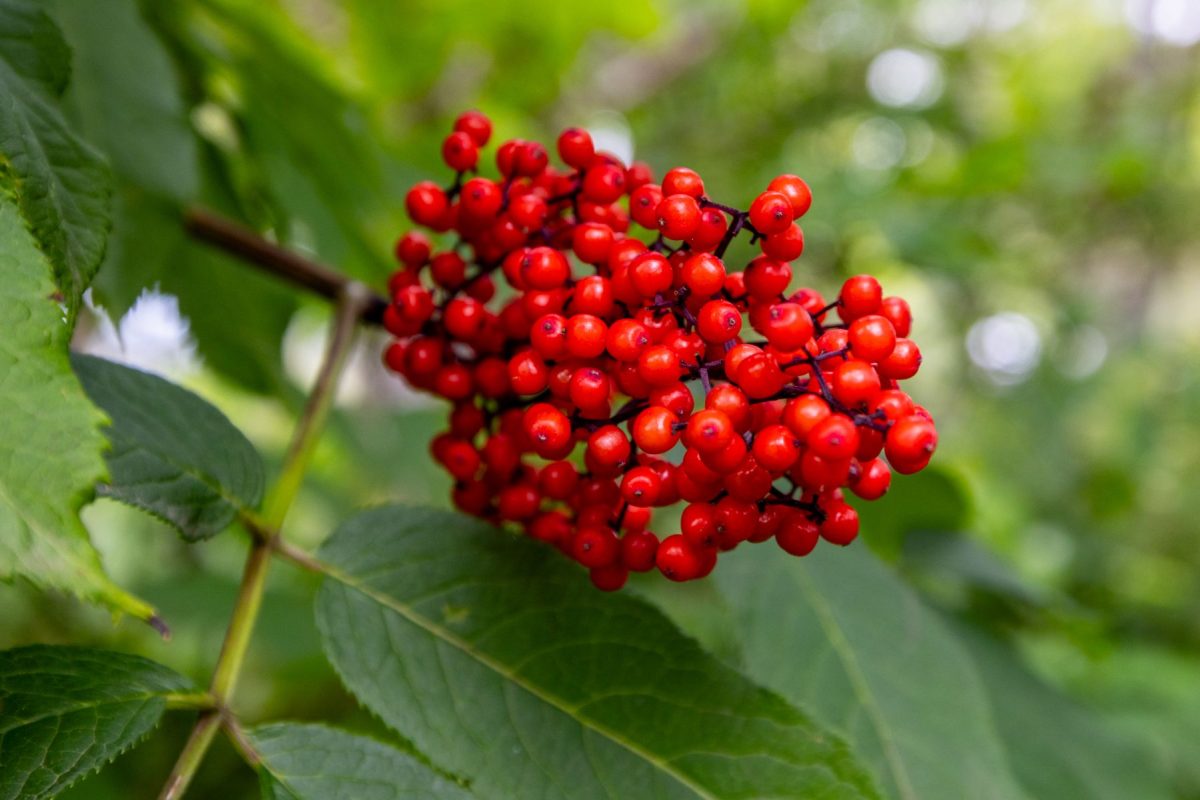 Cluster of bright red berries on a woody stem with green serrated leaves in a garden setting at close range