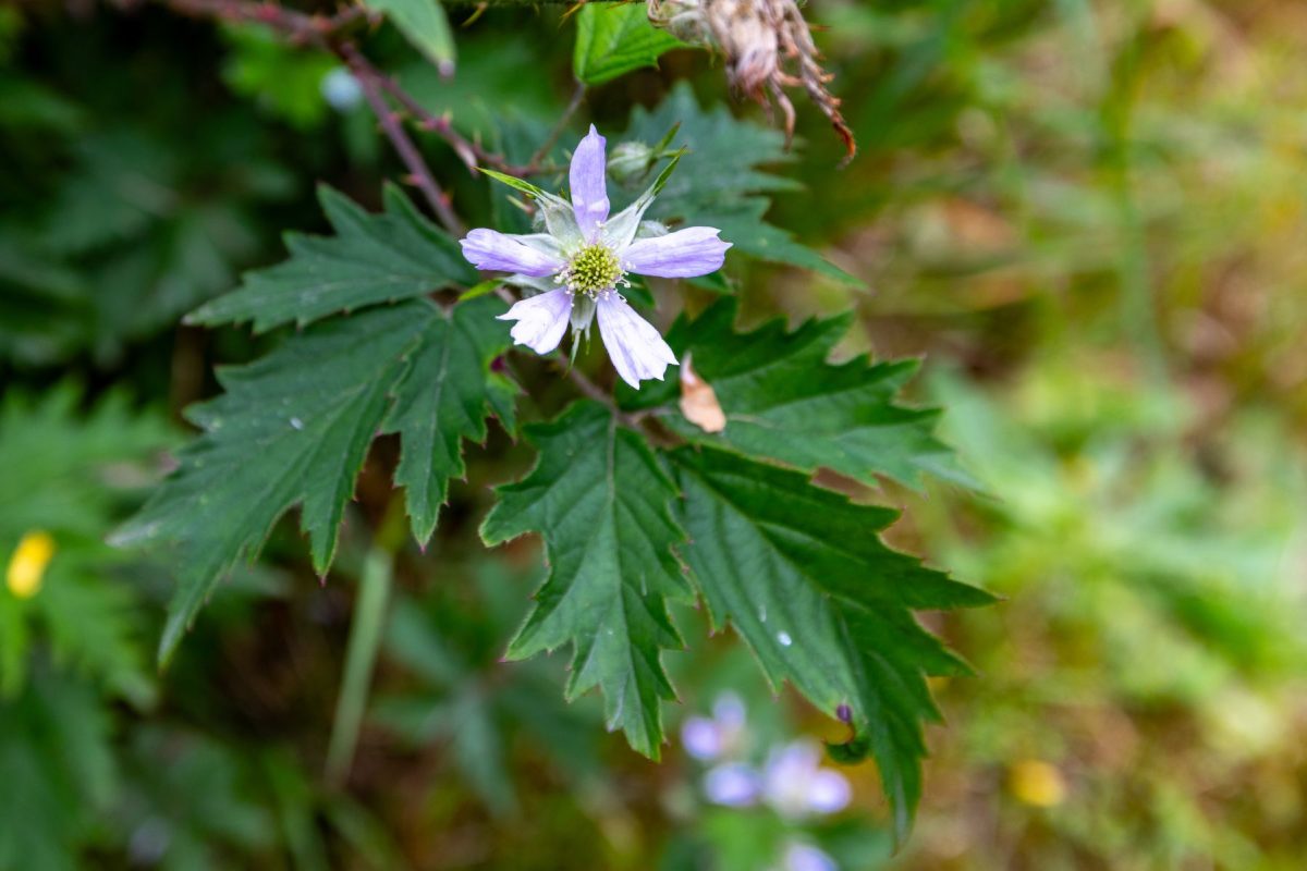 Close-up of a pale purple flower with a yellow-green center, perched among jagged green leaves in a garden setting .