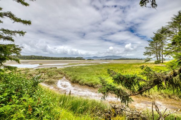 Wide view of a coastal marsh with grassy flats, shallow water channels, and a distant treeline beneath a cloudy sky, framed by evergreen branches in the foreground.
