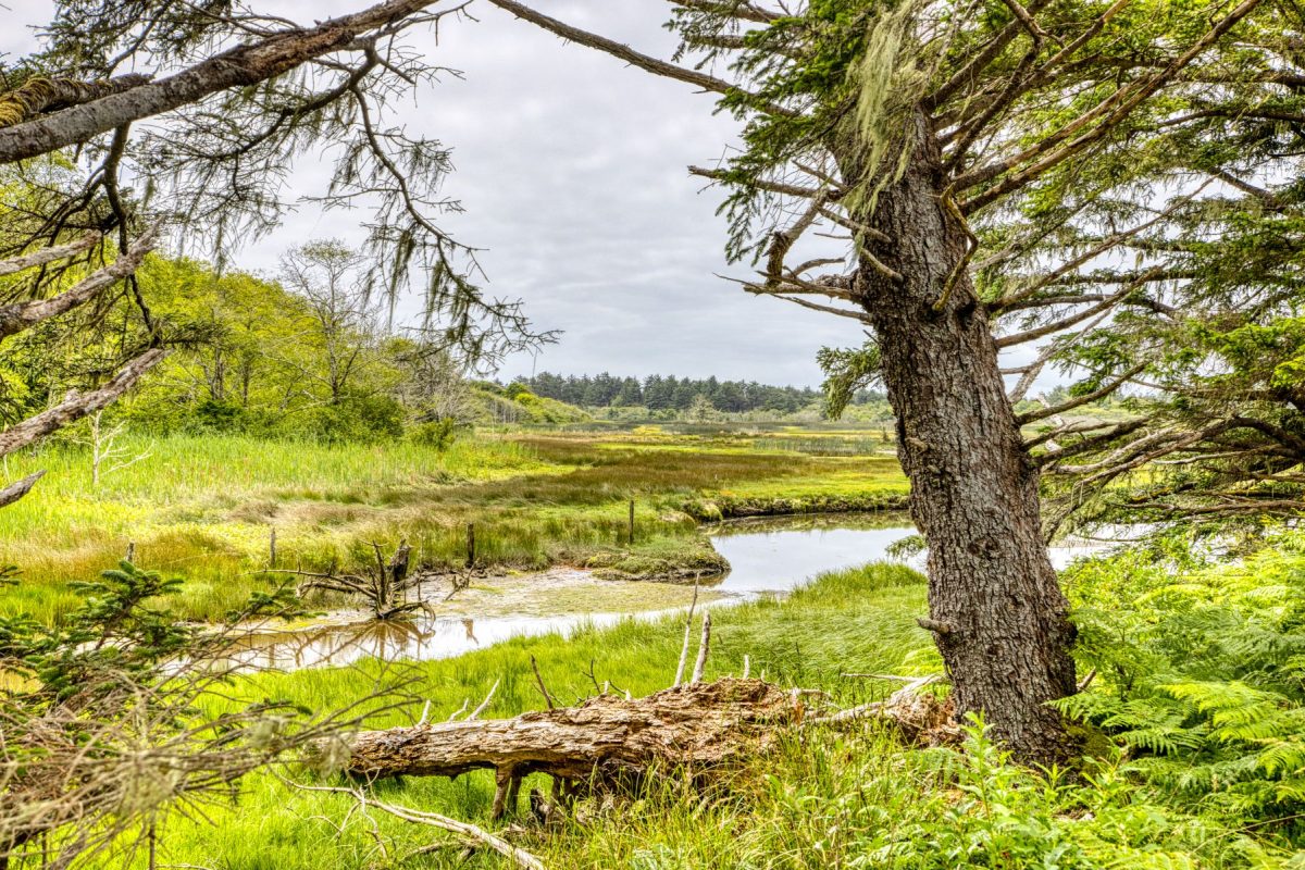 View of marsh